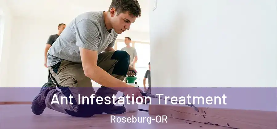 Ant Infestation Treatment Roseburg-OR