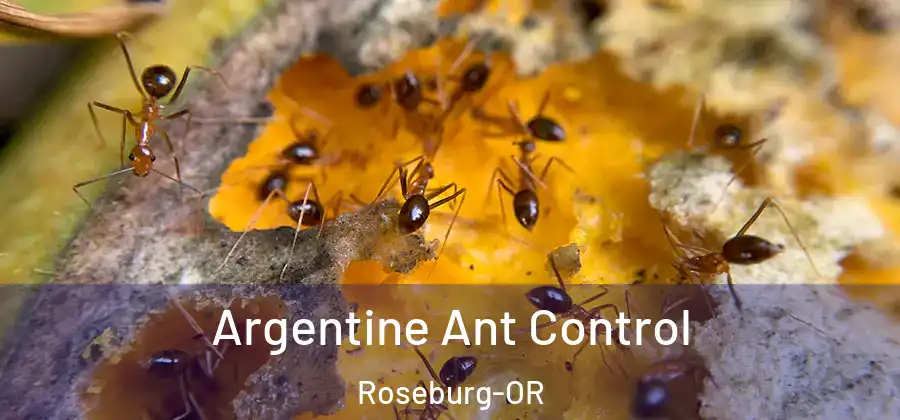 Argentine Ant Control Roseburg-OR