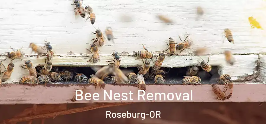 Bee Nest Removal Roseburg-OR