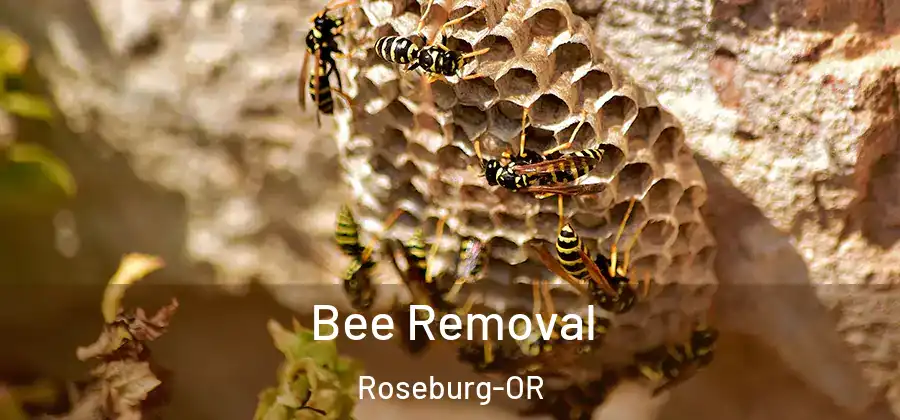 Bee Removal Roseburg-OR