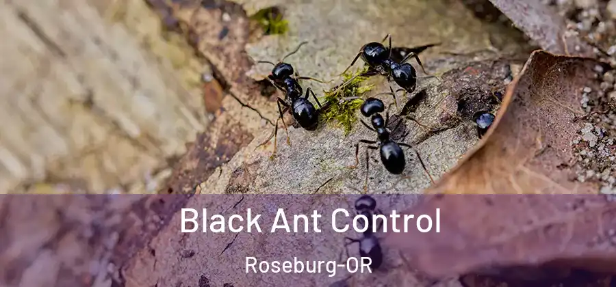 Black Ant Control Roseburg-OR
