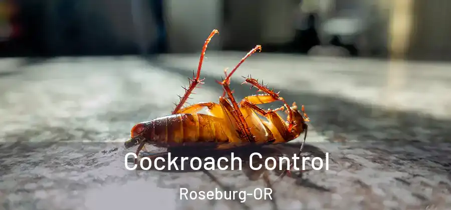  Cockroach Control Roseburg-OR