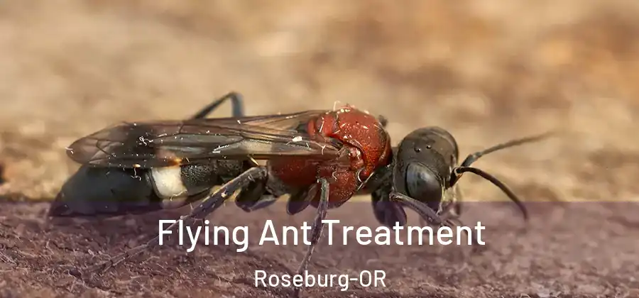 Flying Ant Treatment Roseburg-OR