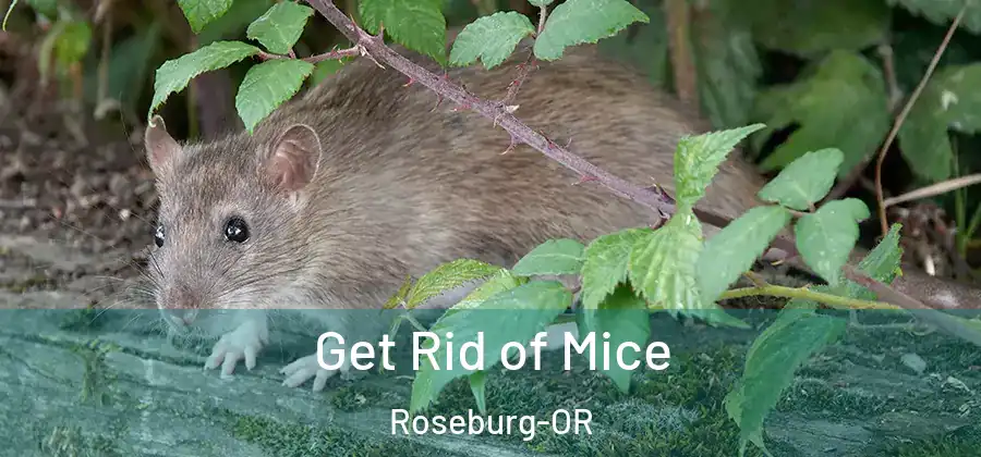 Get Rid of Mice Roseburg-OR