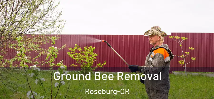 Ground Bee Removal Roseburg-OR