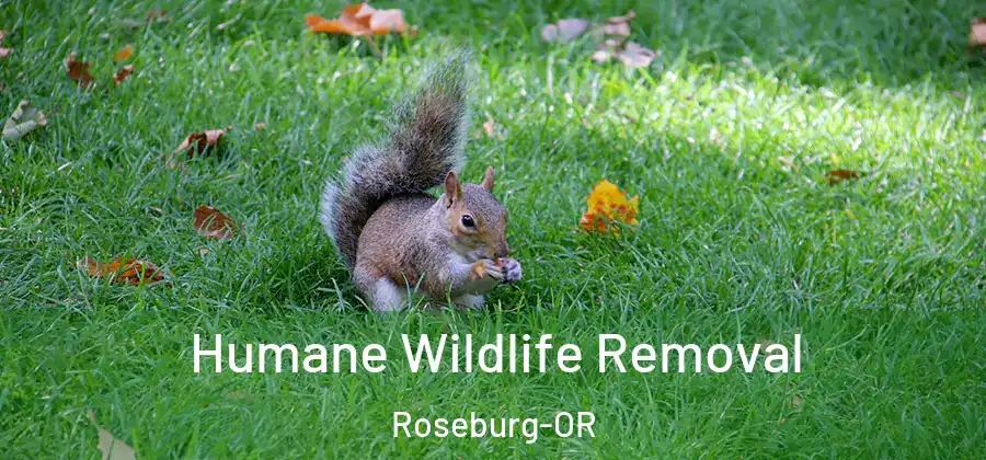 Humane Wildlife Removal Roseburg-OR