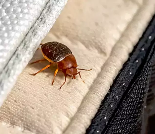 Trusted Bed Bug Prevention Specialists in Roseburg, OR