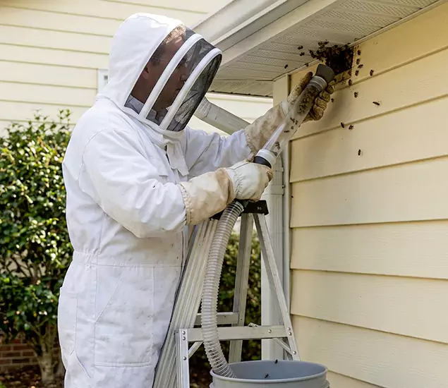 Your Affordable Bee Removal Company in Roseburg, OR
