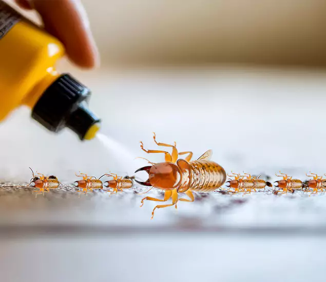 Reliable Bora Care Termite Experts in Roseburg, OR