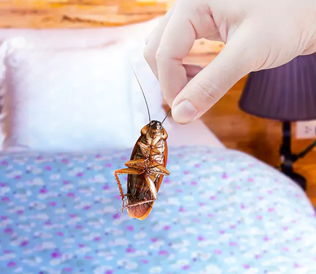 Expert Roach Control Services: Your Cockroach Pest Control in Roseburg, OR