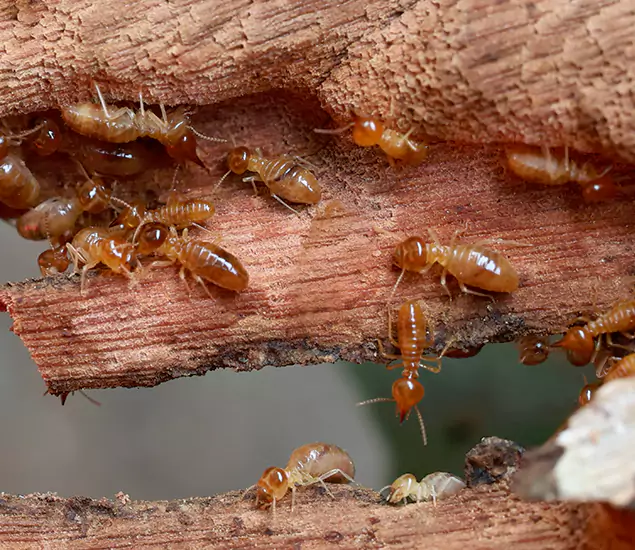 About Our Drywood Termite Treatment Experts in Roseburg, OR