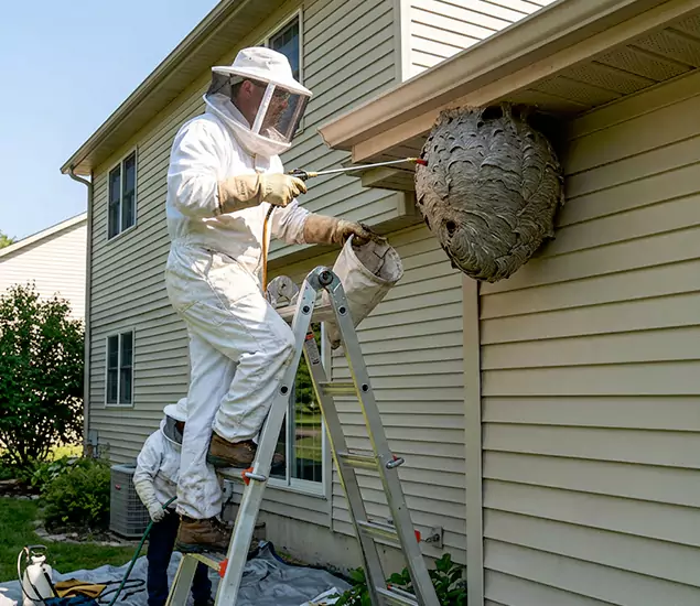 Expert Wasp Nest Removal: Your Local Wasp Nest Removal Company in Roseburg, OR