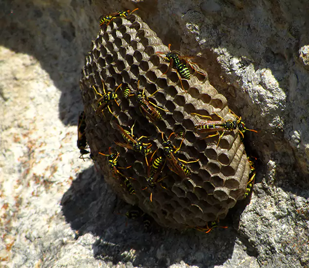 Your Local Hornet Removal Company in Roseburg, OR