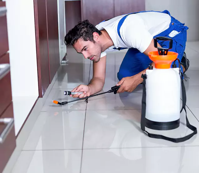 Reliable Professional Mouse Removal: Your Best Mouse Control Company in Roseburg, OR