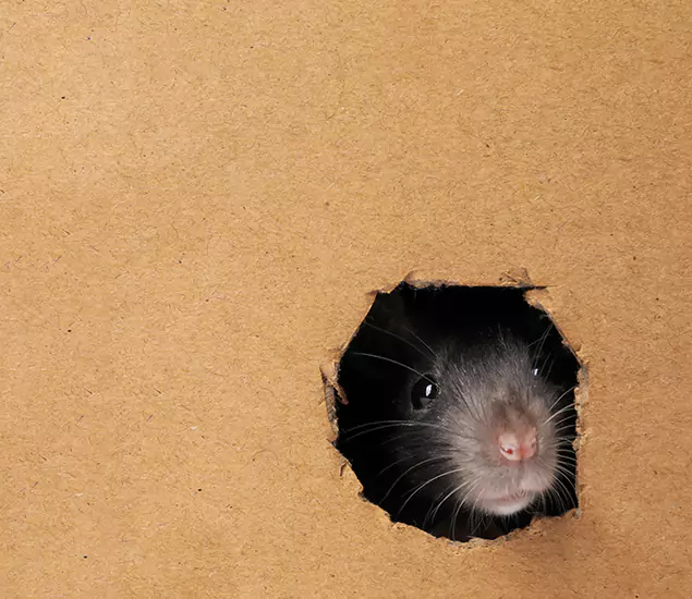 Rats in Attic Removal Experts in Roseburg, OR