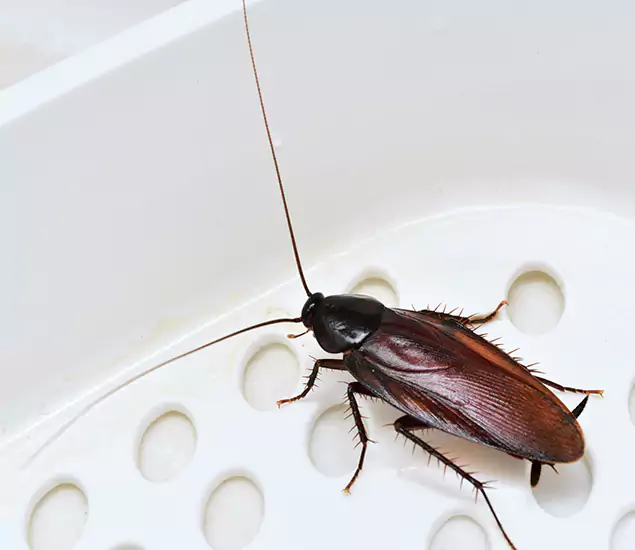 Trusted Cockroach Exterminator: Your Roach Control Services in Roseburg, OR