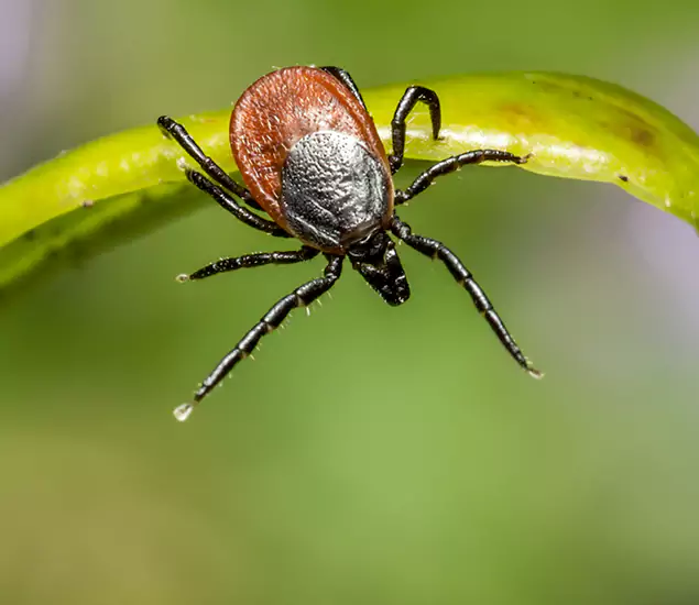 Your Trusted Tick Pest Control in Roseburg, OR