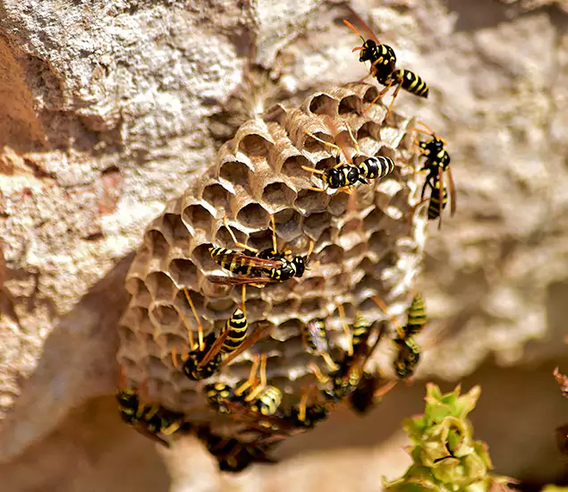 Your Best Wasp Removal Company in Roseburg, OR