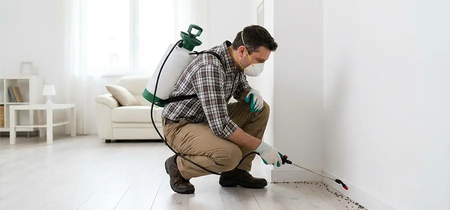 Seasonal Ant Infestation Control in Roseburg