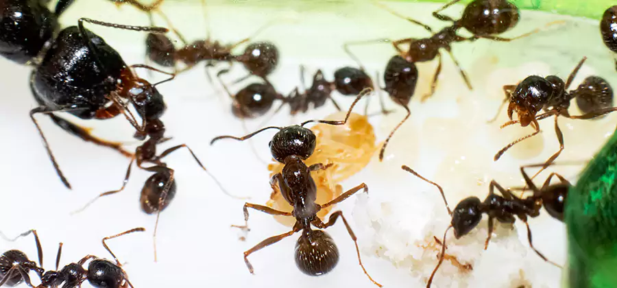 Argentine Ant Barrier Treatment in Roseburg