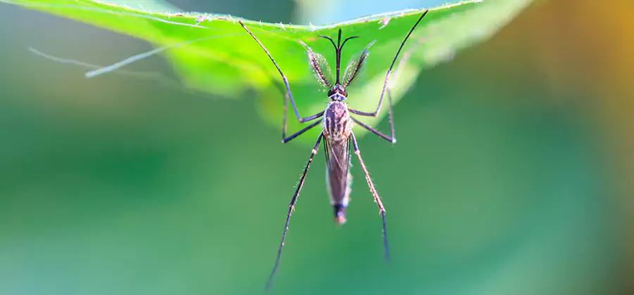 Natural Mosquito Spray for Yard in Roseburg