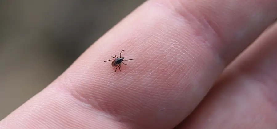 Infection Prevention for Bed Bug Bites in Roseburg