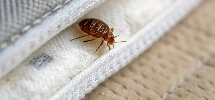 Tenting Bed Bug Fumigation in Roseburg