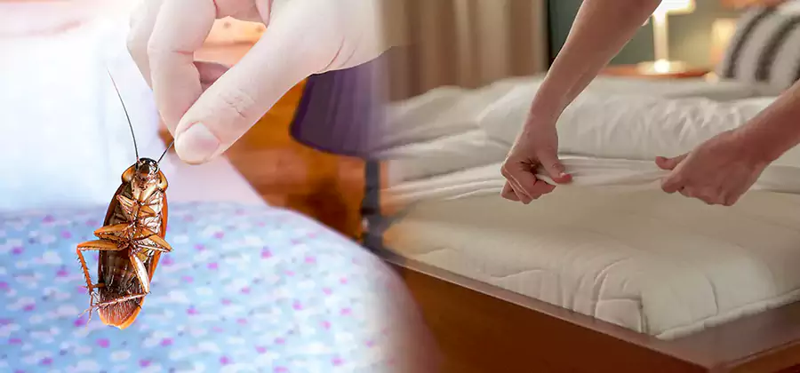 Bed Bug Home Extermination Service in Roseburg