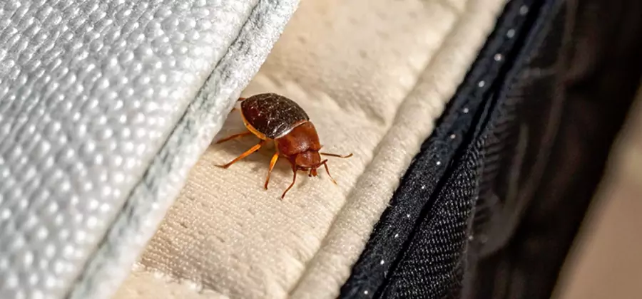 Commercial Bed Bug Control in Roseburg