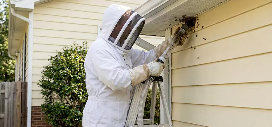 Ground Bee Removal in Roseburg