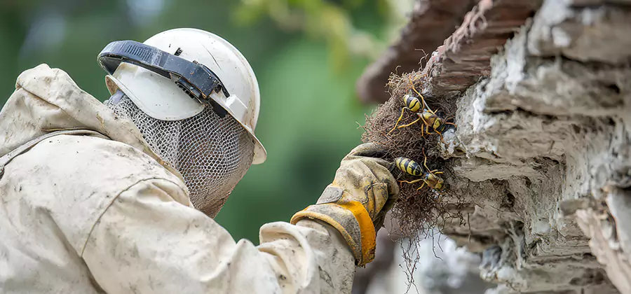 Bee and Wasp Hornet Removal in Roseburg