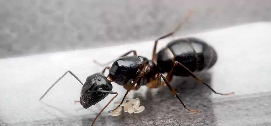 Black Ants in Kitchen Elimination in Roseburg