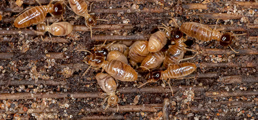 Bora Care Residential Termite Control in Roseburg
