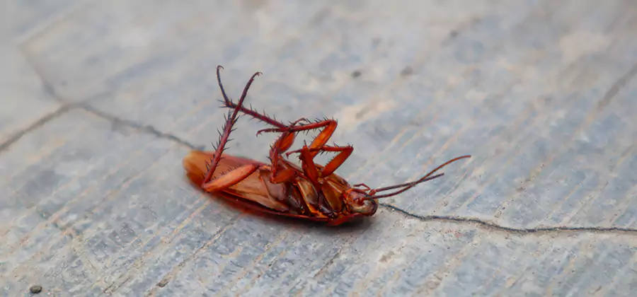Cockroach Eradication for Commercial Properties in Roseburg