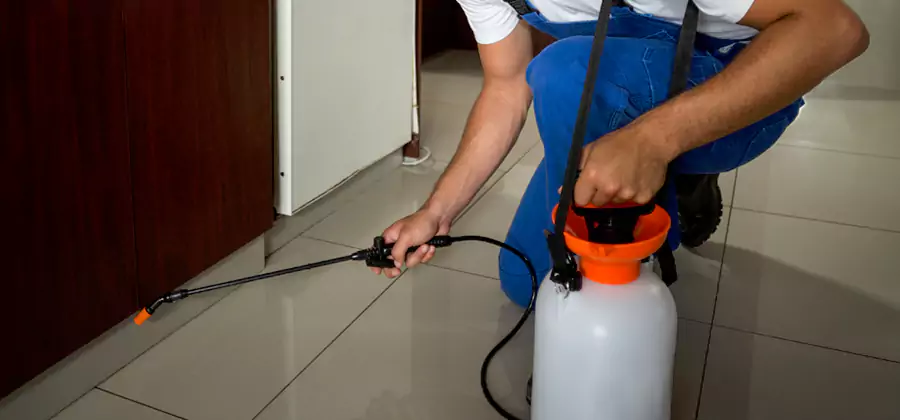Palmetto Bug Exterminator in Roseburg