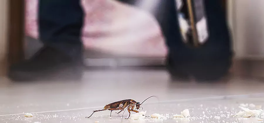 Roach House Treatment Roseburg