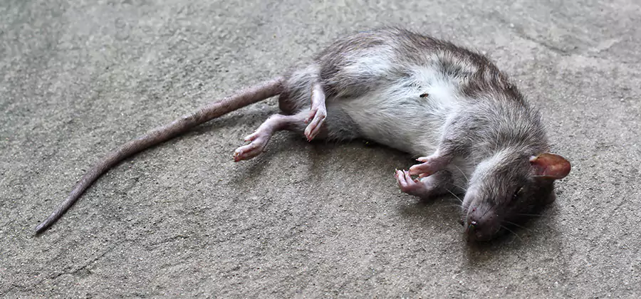 Dead Rat Disposal in Roseburg