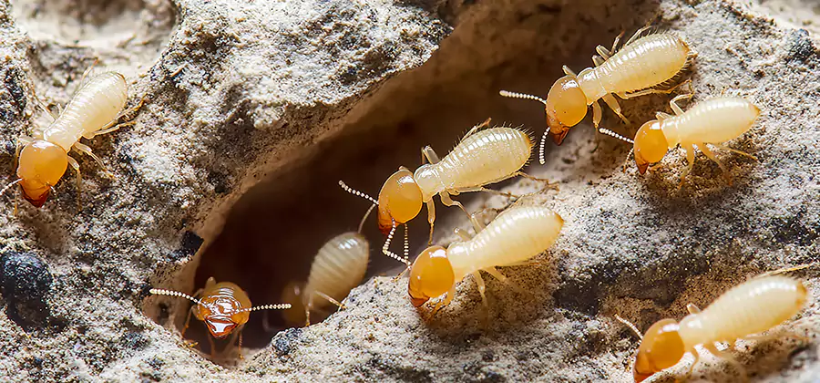 Termite Exterminator Services in Roseburg