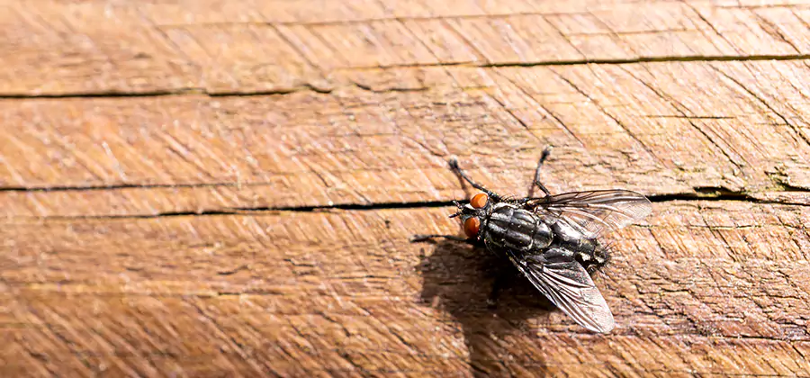 Flying Ant Barrier Treatment in Roseburg