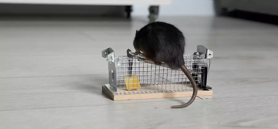 Mice in Attic Removal Roseburg