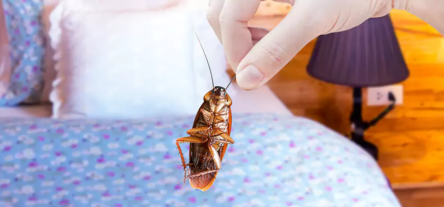 Fast Roach Elimination in Roseburg