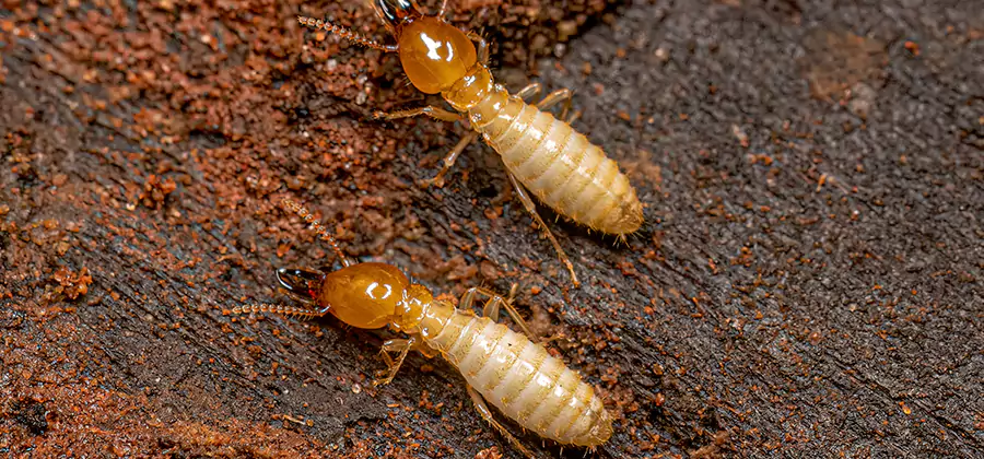 Structural Heat Termite Treatment in Roseburg