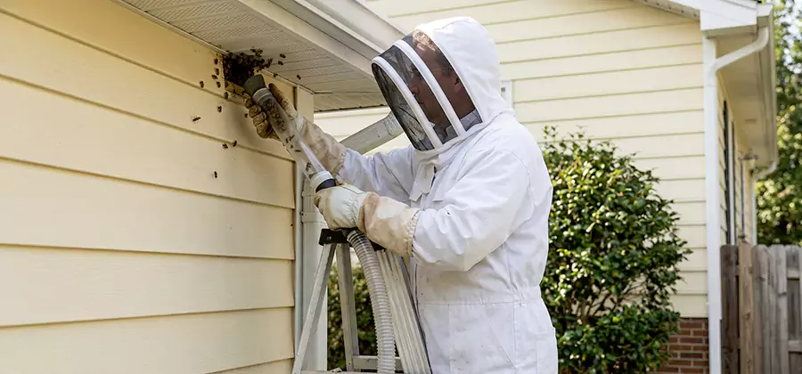 Wasp Nest in Wall Removal in Roseburg
