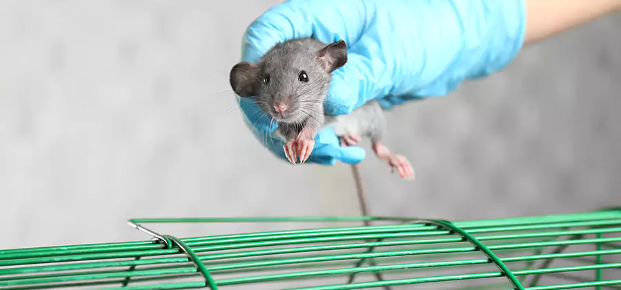 Humane Rat Trapping in Roseburg