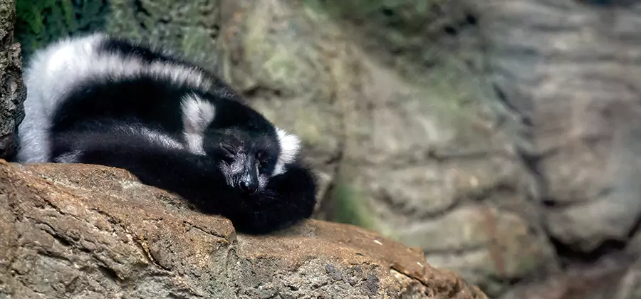 Humane Skunk Removal in Roseburg