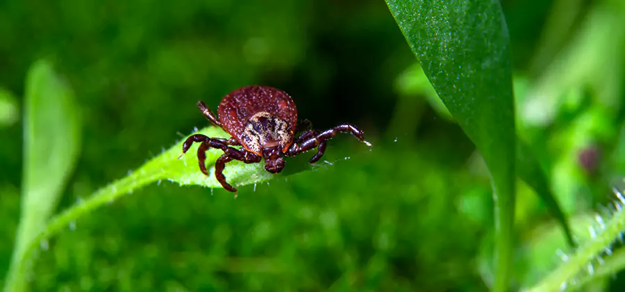 Tick Prevention for Yard in Roseburg