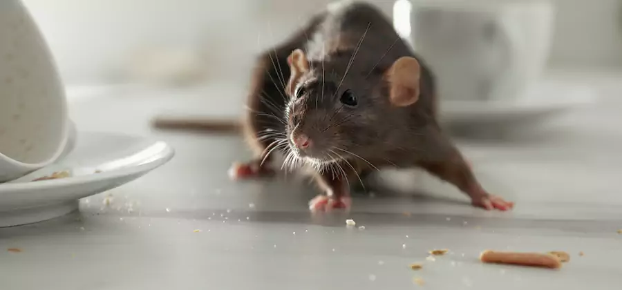 Rodent Feces Removal in Roseburg