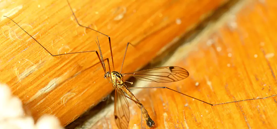 Exterior Mosquito Control in Roseburg