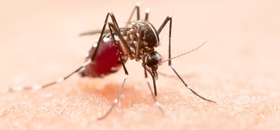 Indoor Mosquito Killer and Interior Control in Roseburg