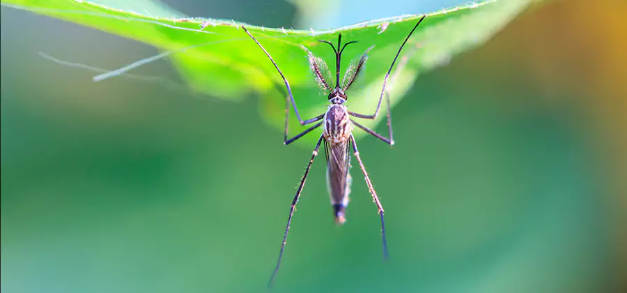 Pest and Mosquito Control for Yard and Patio in Roseburg